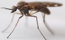 Bluetongue outbreak: A timeline of the season so far