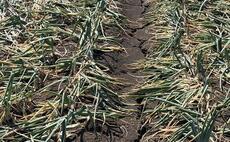 'Most challenging season ever encountered' by onion sector
