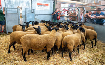 Breeding sheep in demand at July Fair at Exeter