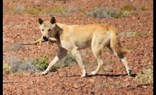  New lure odours could be promising for wild dog control in WA. 