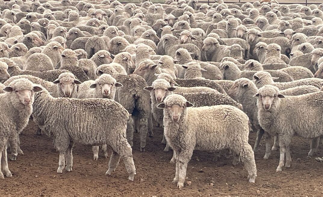 Wool prices are improving - supported by demand from China. 