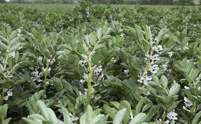CropTec 2021: New winter bean brings early advantage