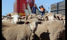  ALEC and NFF urge government to reconsider its live sheep export phase out. Image courtesy ALEC.