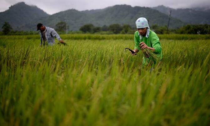 Global warming reduces protein in key crops: study Global warming reduces protein in key crops: study