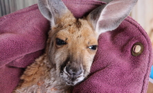 A Kathleen Valley local.