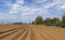 Dry conditions not hindering potato development