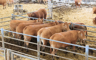 East Yorkshire Limousin herd continues to strive for genetic improvement