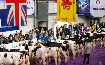 World class cattle and new supreme title at Borderway UK Dairy Expo