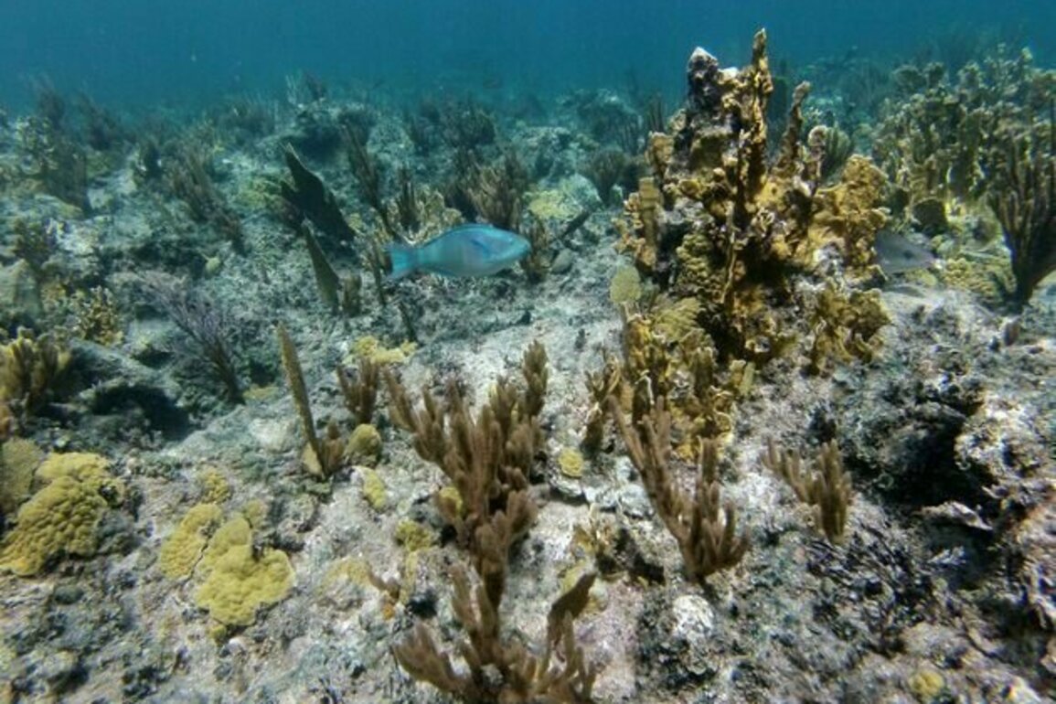 Caribbean coral reefs are running out of time to keep up with rising seas - new study