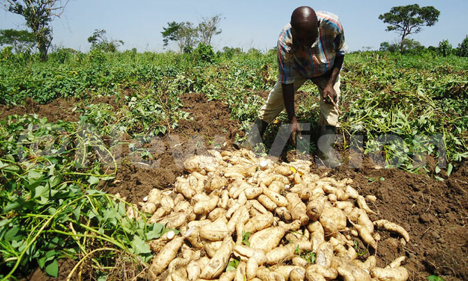 ESAFF calls for carbon free-based farming ESAFF calls for carbon free-based farming