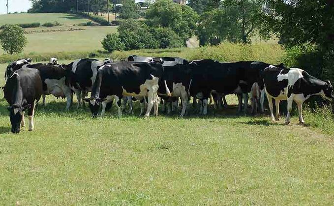 Be alert for signs of heat stress in livestock