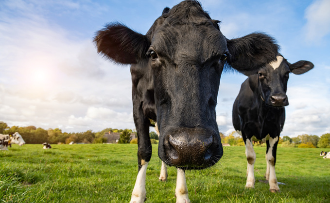 GMB Union said biomethane from cow dung could heat 10 million homes while saving jobs and creating tens of thousands more.