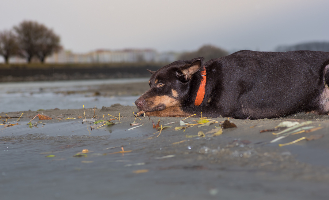 Farmsafe highlights the importance of learning from near misses, as new data reveals another 72 people didn't return home to their families in 2024, after losing their lives on Australian farms. 