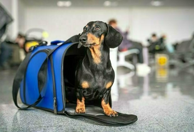 Australians may soon be able to fly with their pets in a plane's cabin - but not every pet is suited to it