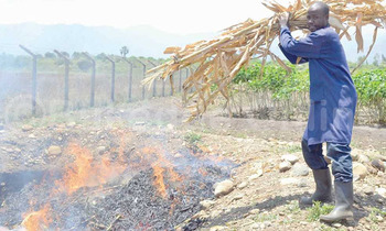 Omulimisa ng'ayokya ebintu bya kasooli e Namulonge Omulimisa ng'ayokya ebintu bya kasooli e Namulonge