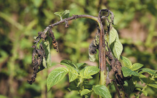 Regulation changes prompt potato growers to seek alternative blight strategies