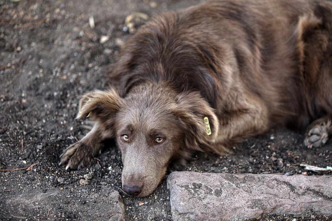 EGYPT-CAIRO-STRAY DOG ISSUE