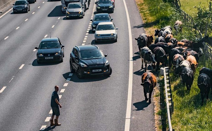 Cows herded to safety after escaping onto M25