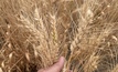 Rabobank expects demand for Australian wheat to be steady if the export pace can be picked up. 