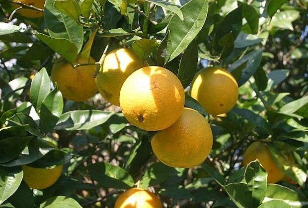 Florida citrus farmers counting losses after Hurricane Ian