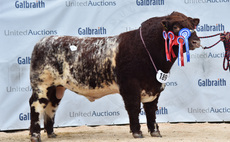 Stirling Bull Sales: Backmuir Vodka breaks Beef Shorthorn record