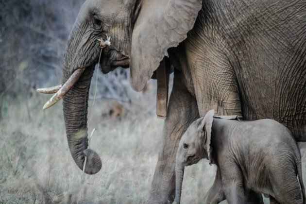 Researchers discover elephant extinction could have major impact on atmospheric carbon levels