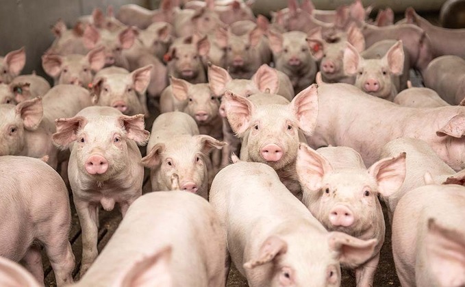 Government's pig review must protect and benefit producers