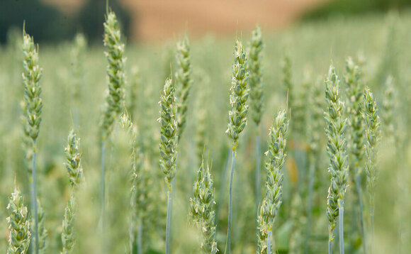 New hub will speed up wheat breeding