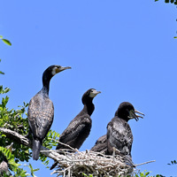 CHINA-BEIJING-MIYUN RESERVOIR-BIRDS (CN)