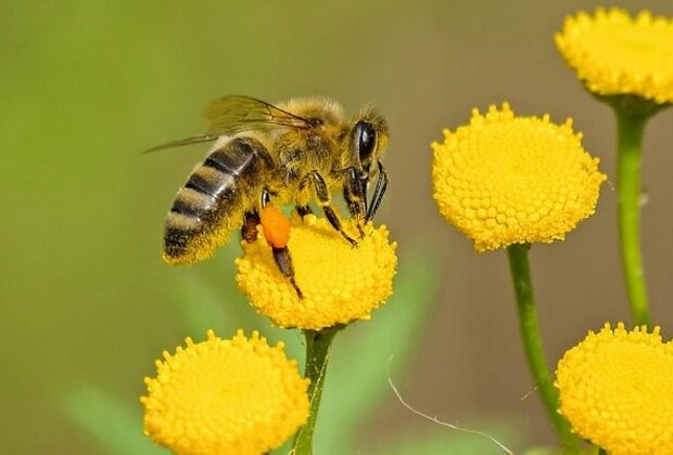 Study reveals how insects contribute to atmospheric electricity