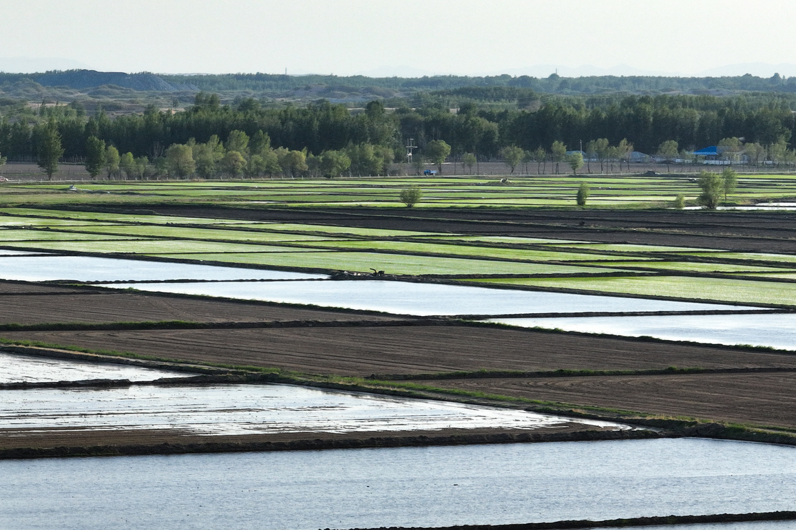 CHINA-INNER MONGOLIA-ONGNIUD BANNER-PADDY RICE-SEEDLING TRANSPLANTING SEASON (CN)