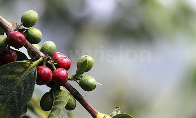 Uganda June coffee exports up 31 percent on year ago Uganda June coffee exports up 31 percent on year ago