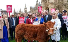 Young Farmer takes calf to Westminster to highlight importance of farming's next generation and small family farms in Britain