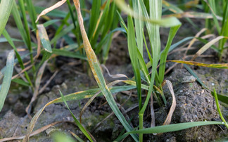 Results from latest UK Cereal Pathogen Virulence Survey confirm failure of major yellow rust resistance gene