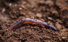 Soil Association marks World Soil Day with 'worm's eye' view of the world