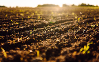 Farmer shares how her regenerative journey made her proud of being a farmer again