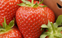 Strawberry season delayed but 'worth the wait', say growers