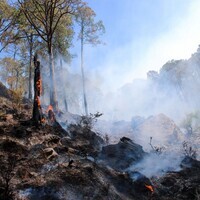 Himachal forest fires under control despite 232 incidents, Rs 67 lakh loss: PCCF Sanjay Sood