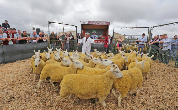The 23rd annual Thame Summer Sheep Fair saw 15,909 sheep pass through the ring.