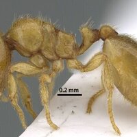 EPAA Sharjah announces discovery of new, rare ant species in Wadi Shees