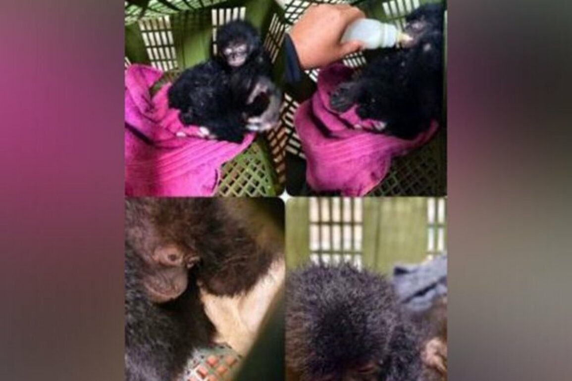 Maharashtra: Customs at Mumbai Airport book passenger for smuggling wildlife species
