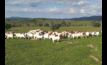Australia's biggest goat research project is set to help producers improve productivity. Image by MLA.