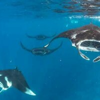 Pari manta karang lebih sering beredar di luar kawasan konservasi, riset ungkap sejumlah area habitat baru
