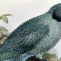 The Rodrigues parakeet's last day: what one extinct bird tells us about the role of museums