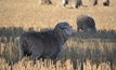 MLA and AWI have co-funded the Modern Stubbles project and resource to help producers understand how to effectively graze sheep on stubbles. 