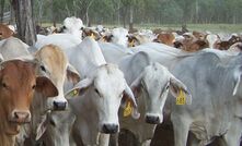 Northern cattle producers must use an integrated approach to control buffalo fly populations and delay the development of chemical resistance.