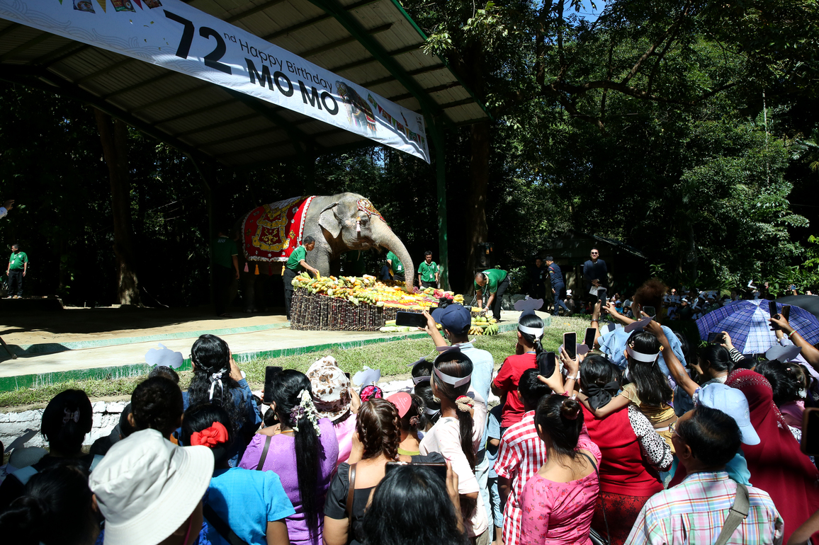 MYANMAR-YANGON-ASIAN ELEPHANT-72ND BIRTHDAY-CELEBRATION