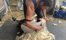 Sheep shearing visas extended for additional year