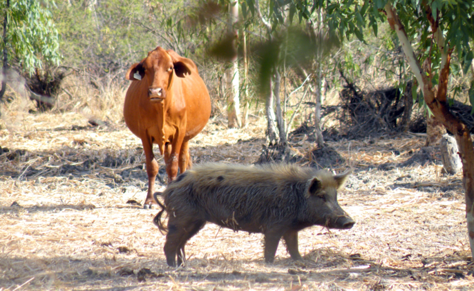The WA Government will invest $26.2m in the state's biosecurity systems, including three million to manage the impact of feral deer and pigs. Credit: DPIRD.
