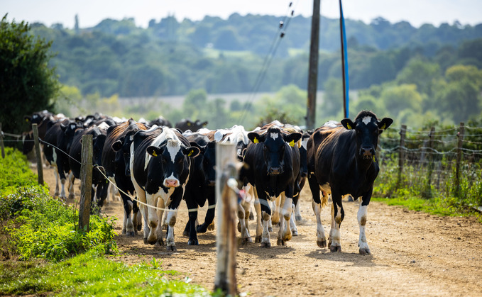 White line disease is typically more common in grazing herds due to cows travelling longer distances to grazing pastures.